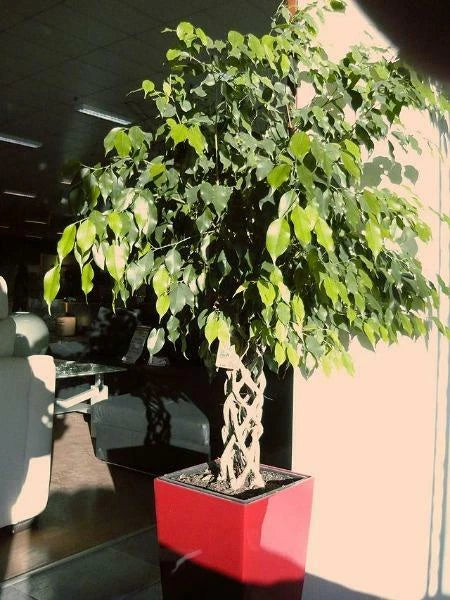 Ficus benjamina Weeping or Benjamin Fig Chinese Banyan Seeds heirloom non-gmo seeds