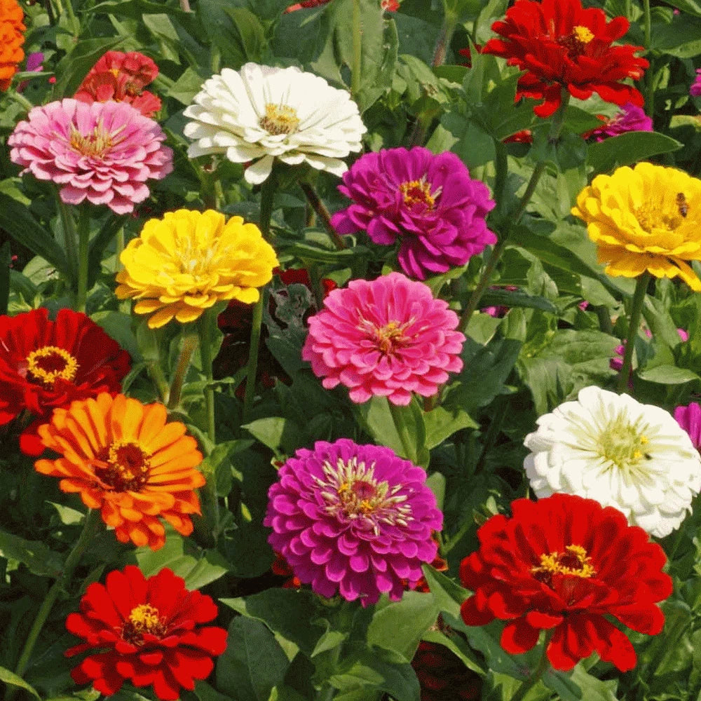 California Giant Mix Zinnia Seeds Huge Rainbow Multi Colorful Flower Seed Zinnia elegans heirloom non-gmo seeds