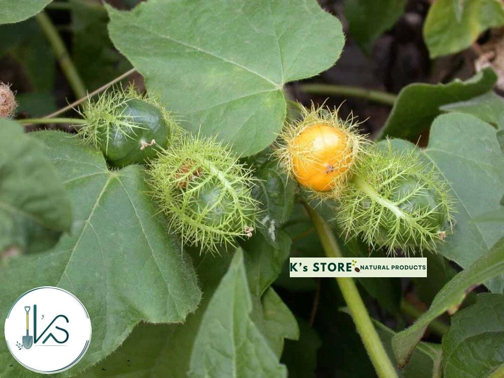 ASSIFLORA FOETIDA WILD MARACUJA CHÙM BAO NHÃN LỒNG LẠC TIÊN Seeds – Heirloom, Non-GMO, High Germination Organic Garden Seeds