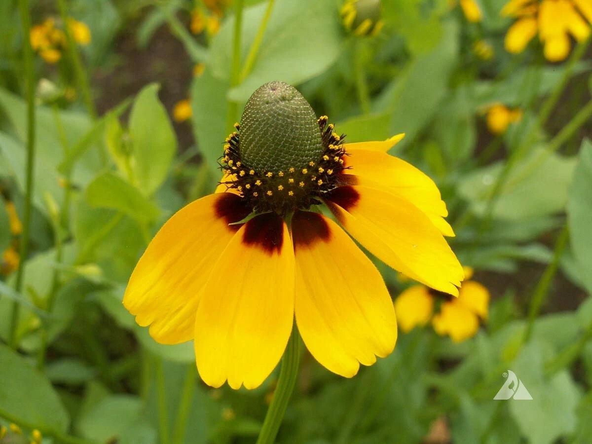 CLASPING Coneflower Pollinators Meadow Native Wildflower Seeds – Heirloom, Non-GMO, High Germination Organic Garden Seeds