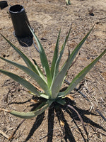 Agave Vilmoriniana Seeds Aka Amolé & Octupus Agave heirloom non-gmo seeds