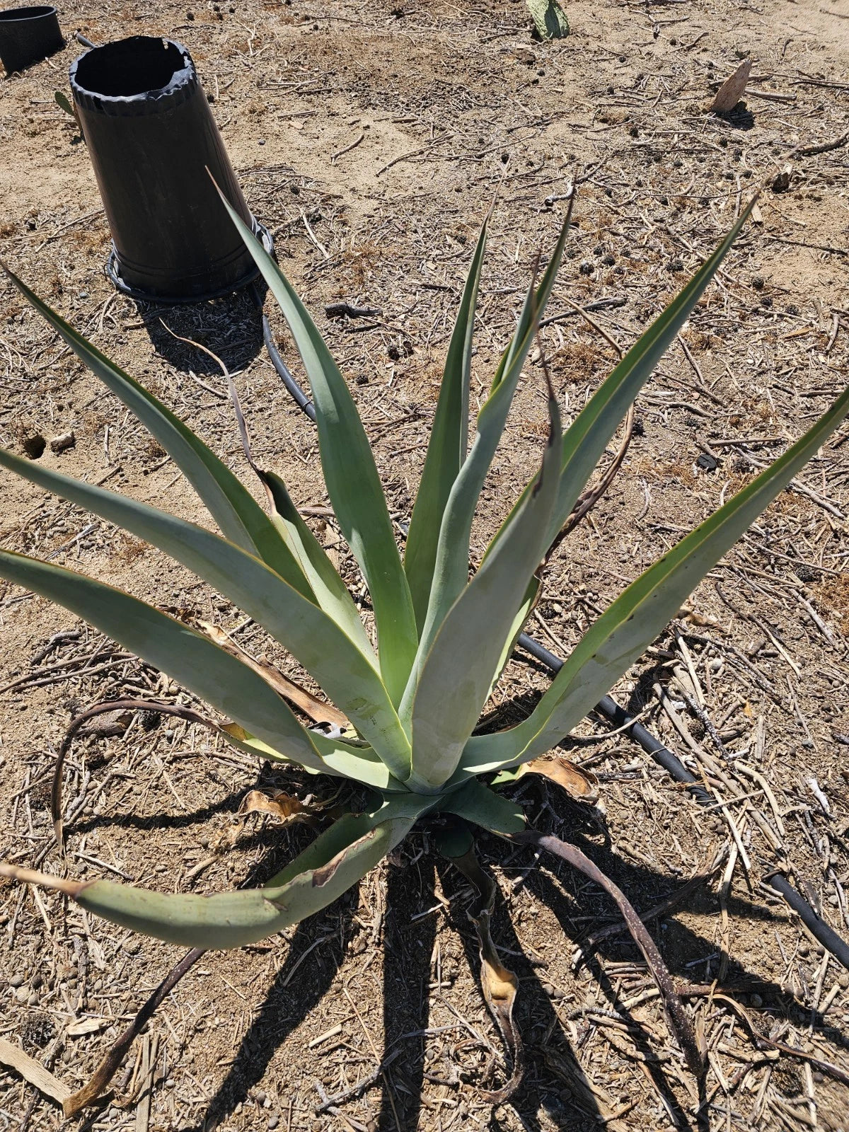 Agave Vilmoriniana Seeds Aka Amolé & Octupus Agave heirloom non-gmo seeds