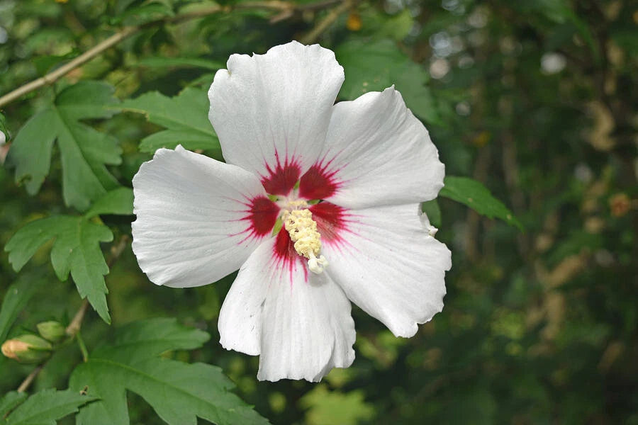 Rose Of Sharon Seeds Seeds for - Shipping - White w Pink Centers – Heirloom, Non-GMO, High Germination Organic Garden Seeds