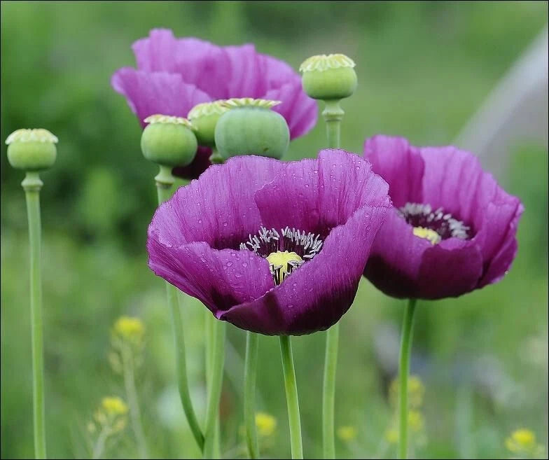 Poppy Seeds Lauren s Grape Purple Butterflies bees heirloom non-GMO seeds