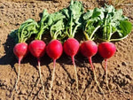 Crimson Giant Radish Seeds Shipping heirloom non-gmo seeds