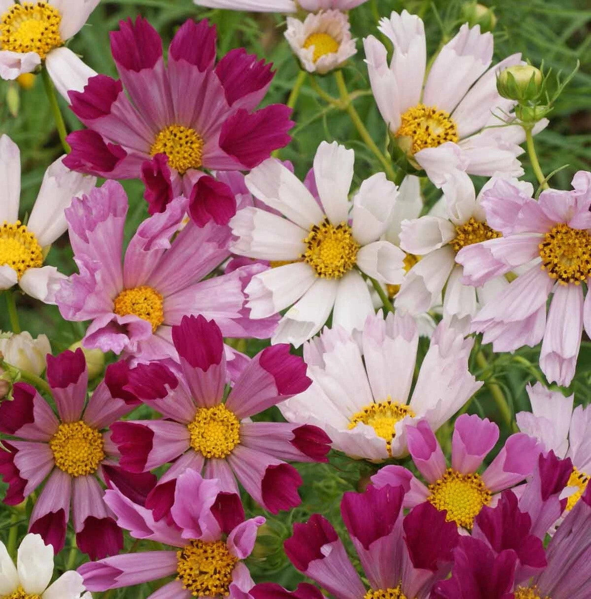 Cosmos Flower Seeds Sea Shells Bipinnatus heirloom non-gmo seeds
