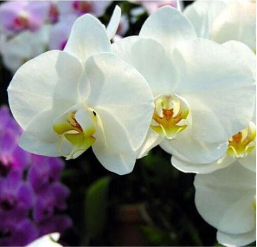 for White Cream ORCHID rare flower garden exotic house plant Seller heirloom non-gmo seeds