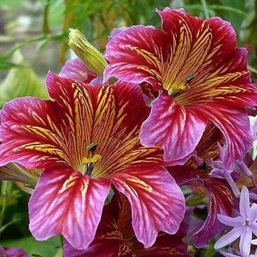 Painted Tongue SUPERBISSIMA Mix salpiglossis Seeds – Heirloom, Non-GMO, High Germination Organic Garden Seeds