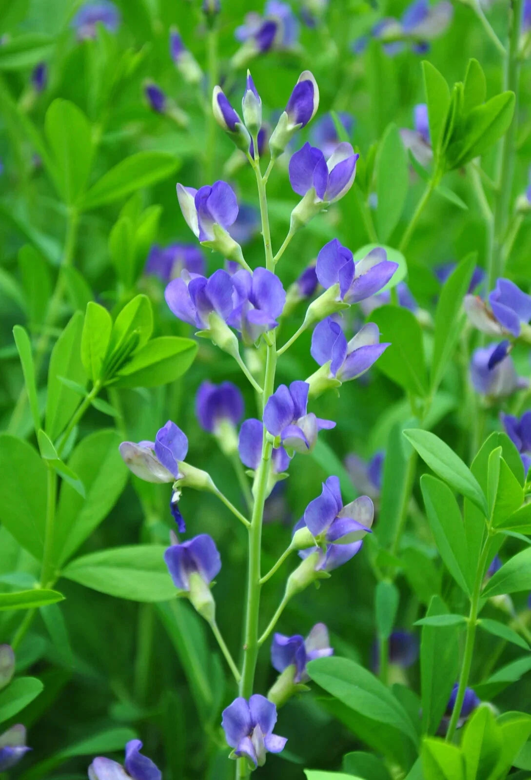 BLUE FALSE INDIGO SEEDS BAPTISIA AUSTRALIS HARDY ZONE - Beautiful Easy – Heirloom, Non-GMO, High Germination Organic Garden Seeds
