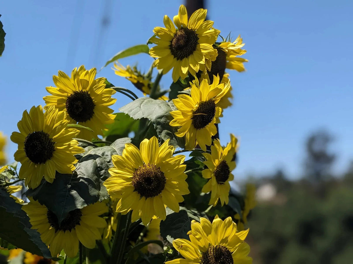 Lemon Queen Sunflower Seeds Wild Pigment Co Helianthus annuus heirloom non-gmo seeds