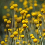Billy Buttons Drumsticks - Seeds Flower Craspedia globosa heirloom non-gmo seeds