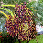 Dwarf Pygmy Date Palm Tree Seeds Phoenix roebelinii Great Indoor Houseplant heirloom non-gmo seeds