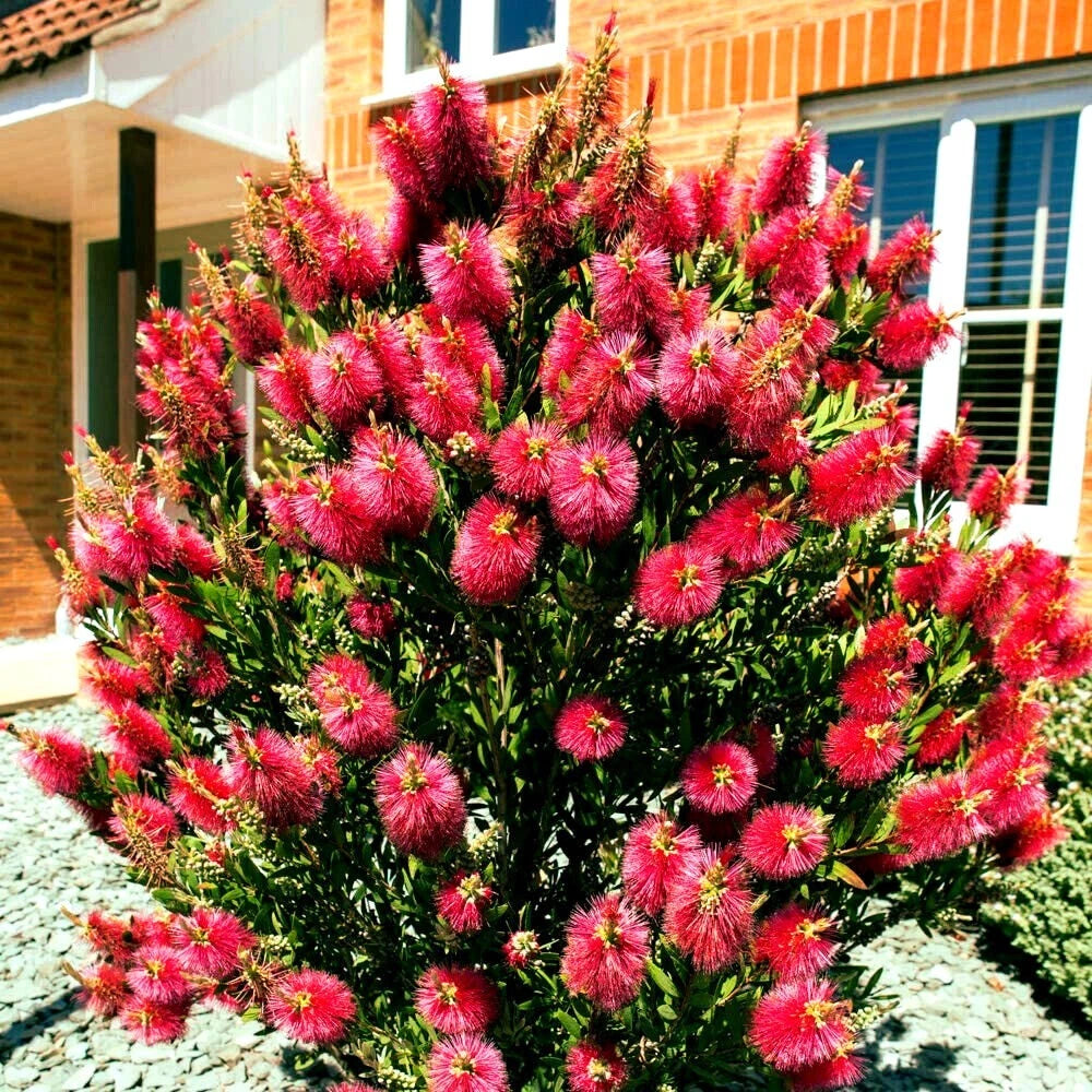 Crimson Bottlebrush Flower Tree Houseplant Garden Seeds Callistemon citrinus heirloom non-gmo seeds