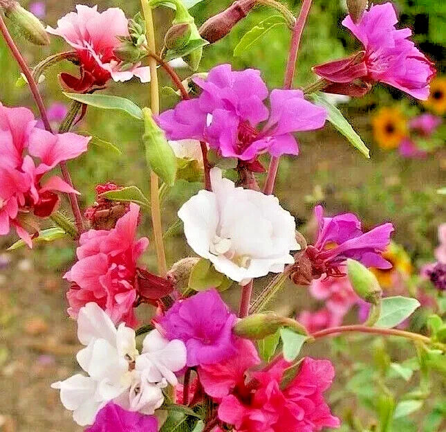 CLARKIA FLOWER SEEDS annual FLOWER garden BRIGHT colors SHIPPING heirloom non-gmo seeds