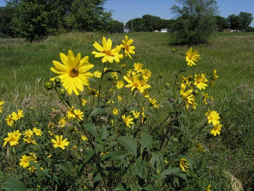 Sunchoke - Jerusalem Artichoke small RED Fuseau SEED Tubers Seeds – Heirloom, Non-GMO, High Germination Organic Garden Seeds