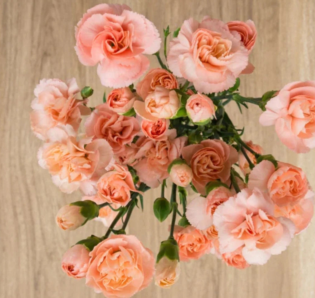 Peach Mini Carnations - Dianthus Flowers Seeds heirloom non-gmo seeds