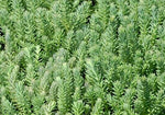 SEDUM RUPESTRE BLUE SPRUCE SEEDS HARDY SEDUM YELLOW FLOWERS IN SUMMER – Heirloom, Non-GMO