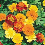 Sparky Mix DWARF FRENCH MARIGOLD Flower Seeds Garden Containers Pollinators heirloom non-GMO seeds