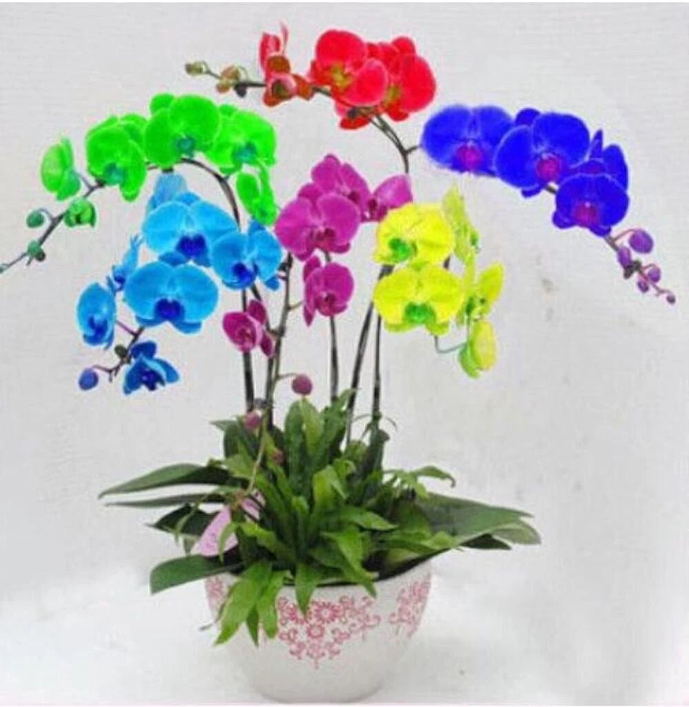 SEEDS for Multi Color ORCHID rare flower bloom exotic house plant Seller heirloom non-GMO seeds