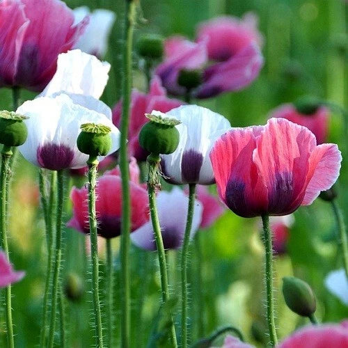 Mixed Solid Colors Papaever somniferum Poppy Flower Seeds For Planting Papaver sp. heirloom non-gmo seeds