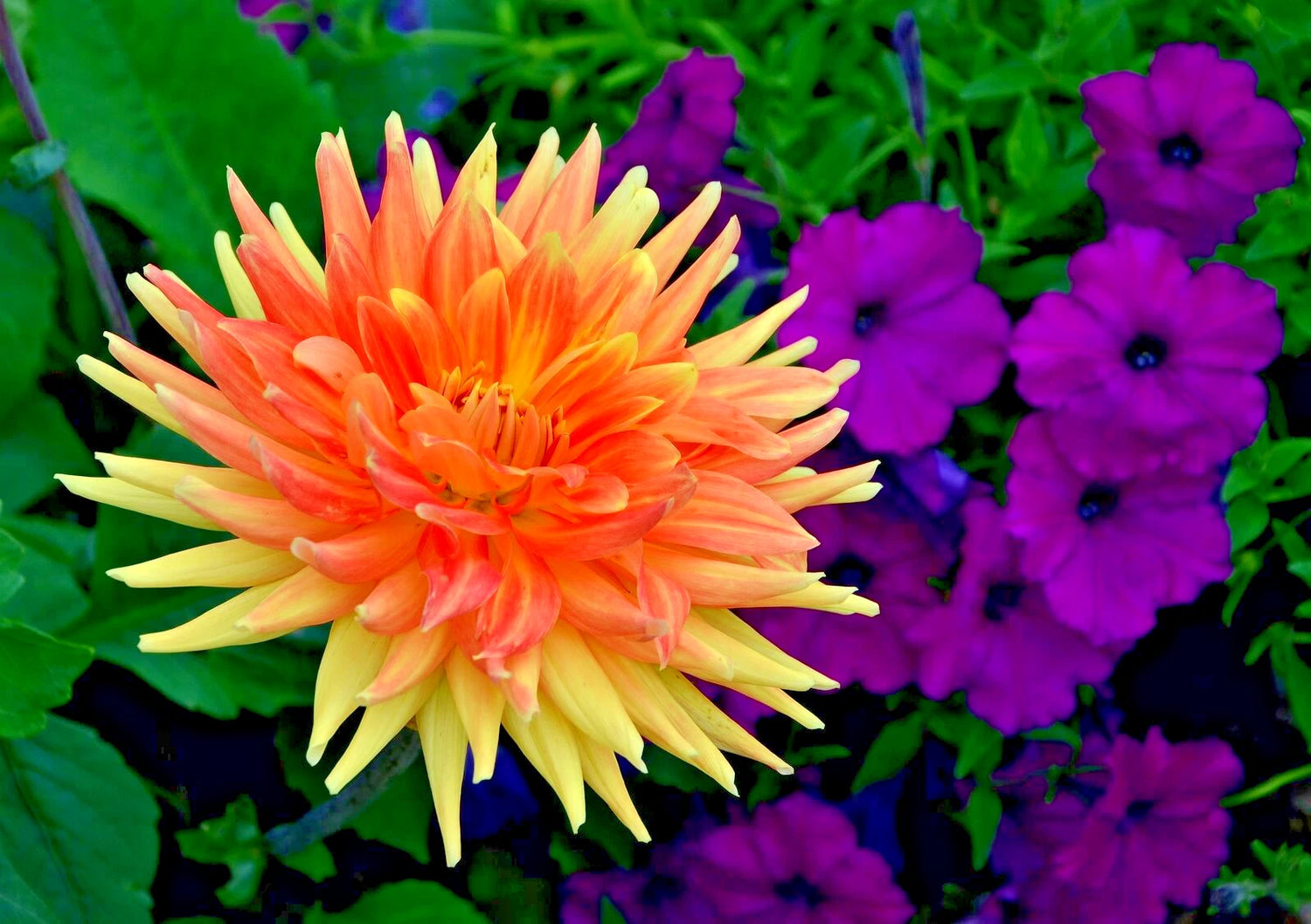 CACTUS DOUBLE DAHLIA Seeds Dahlia variabilis Perennial Cold Weather Flowers – Heirloom, Non-GMO, High Germination Organic Garden Seeds