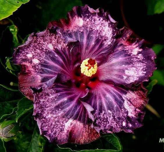 Dark Purple Pink Hibiscus Seeds Flowers Flower Seed Perennial Bloom heirloom non-gmo seeds