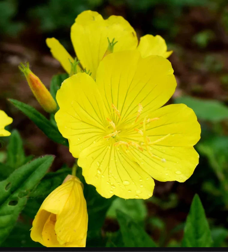 EVENING PRIMROSE Native Oenothera Wildflower Yellow Seeds – Heirloom, Non-GMO, High Germination Organic Garden Seeds