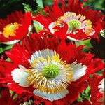 Danish Flag Poppy Seeds P Somniferum Red and White Cross Blooms Papaver sp. heirloom non-gmo seeds