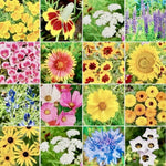 Bird Butterfly Wildflower Seed Mix Attracts Butterflies Hummingbirds heirloom non-GMO seeds