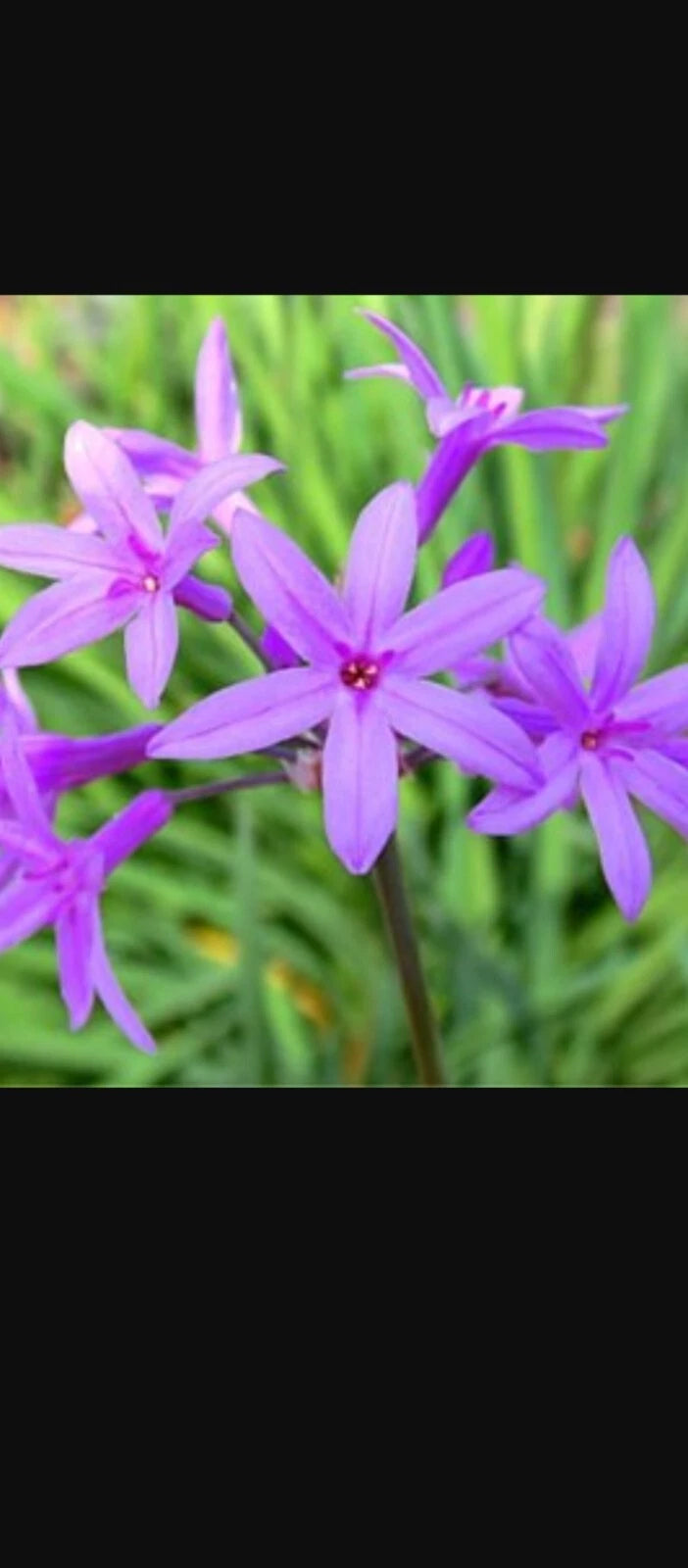 Tulbaghia Violacea - Society Garlic - Pink Agapanthus- seeds – Heirloom, Non-GMO, High Germination Organic Garden Seeds
