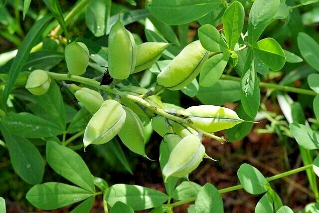 BLUE FALSE INDIGO SEEDS BAPTISIA AUSTRALIS SUPER HARDY ZONE – Heirloom, Non-GMO, High Germination Organic Garden Seeds