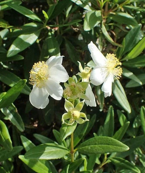 Carpenteria californica Bush or California Anemone Seeds – Heirloom, Non-GMO, High Germination Organic Garden Seeds
