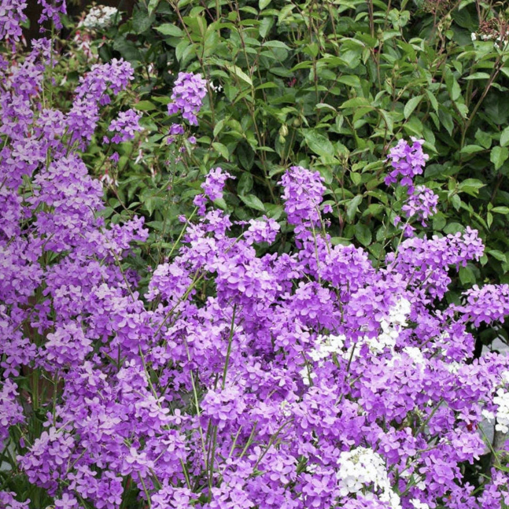 Dames Rocket seeds - Flower Hesperis matronalis - Fragrant and Colorf heirloom non-gmo seeds
