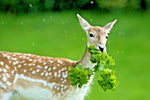 DEER PROOF Native Wildflower Mix Different Flowering Annual Perennial Various Wildflower Species heirloom non-gmo seeds