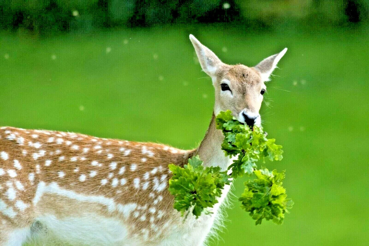 DEER PROOF Native Wildflower Mix Different Flowering Annual Perennial Various Wildflower Species heirloom non-gmo seeds