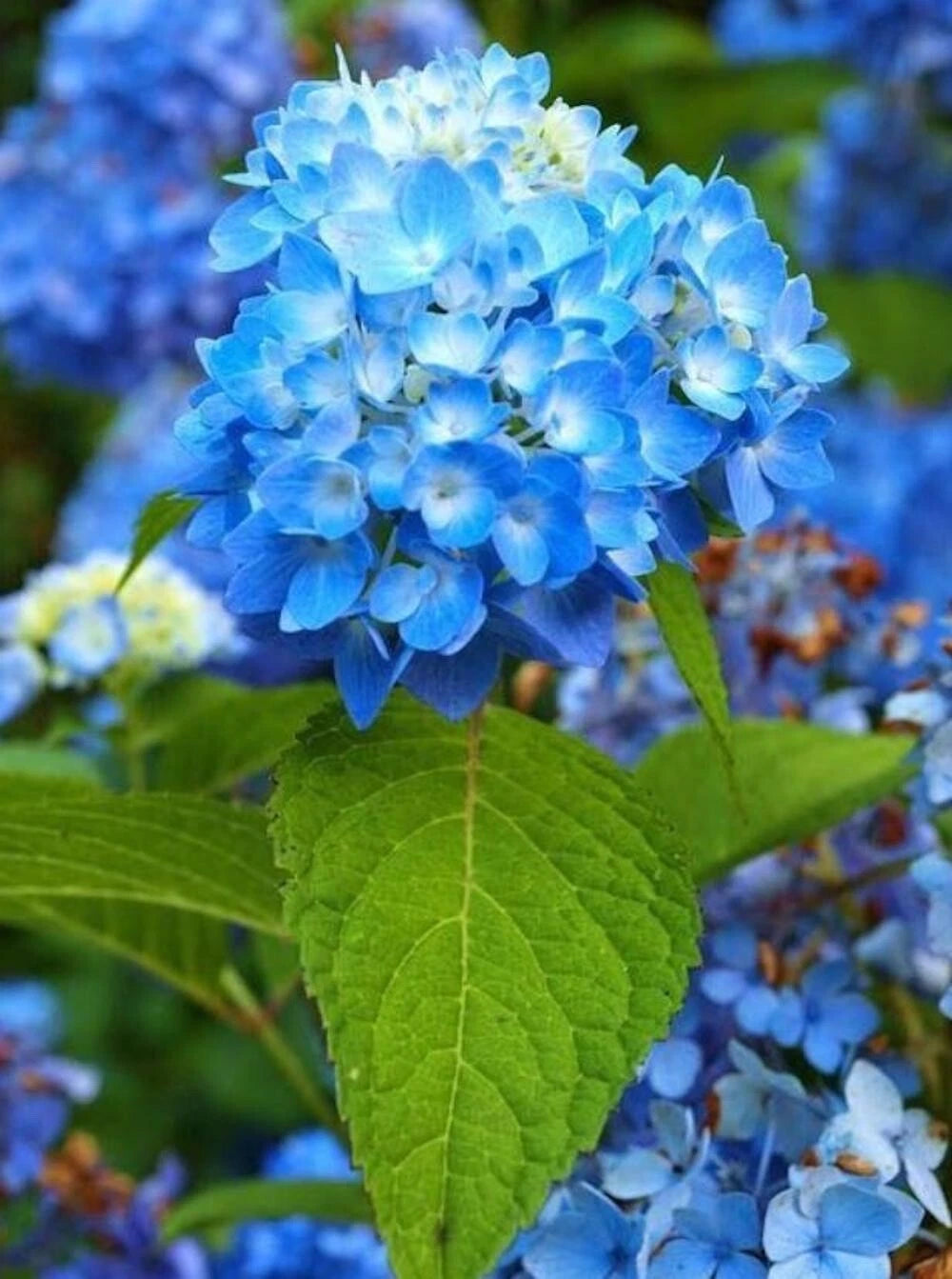 SEEDS for Royal Blue HYDRANGEA RARE flower exotic bush plant Seller heirloom non-GMO seeds