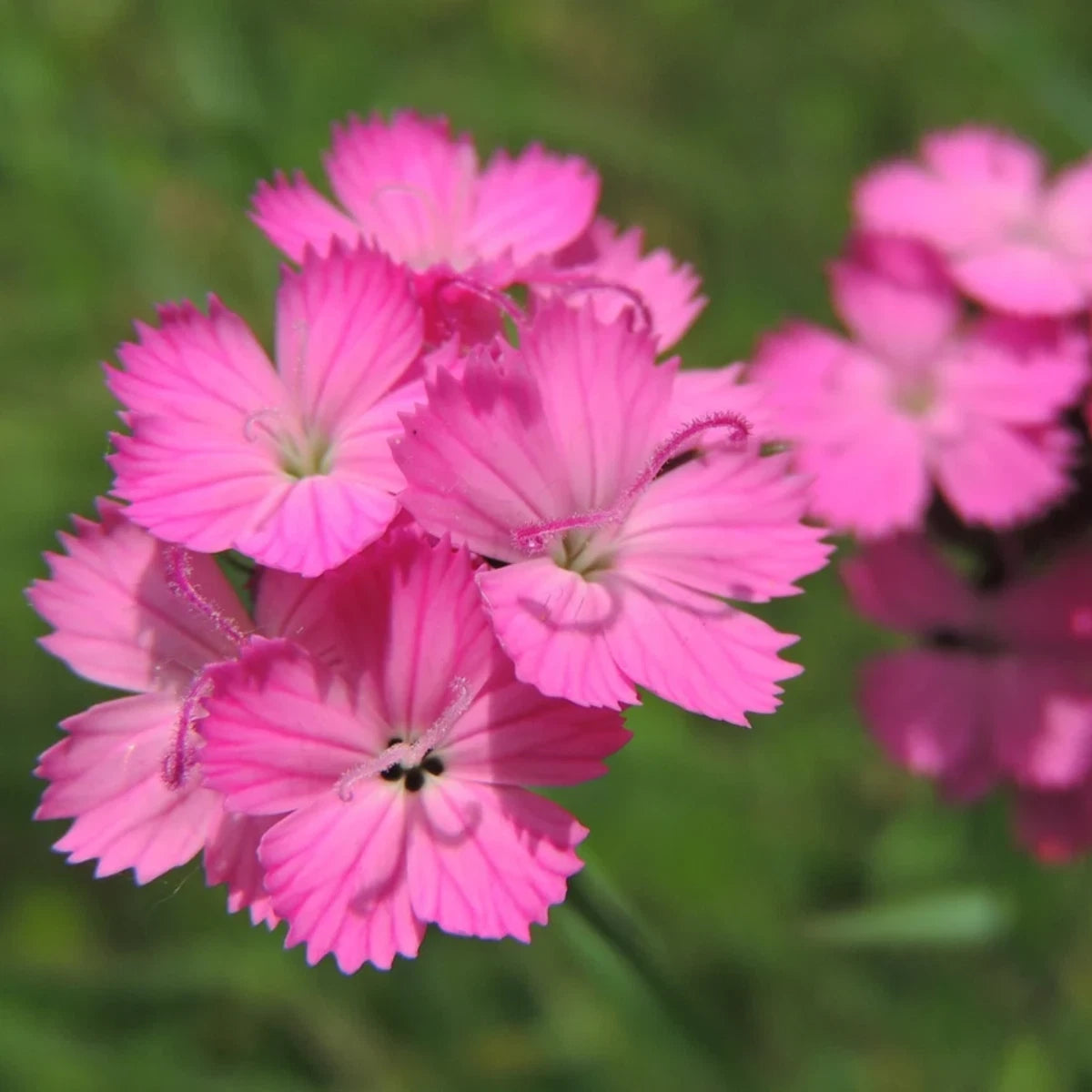 Pink Firewitch Carnations - Dianthus Seeds – Heirloom, Non-GMO, High Germination Organic Garden Seeds