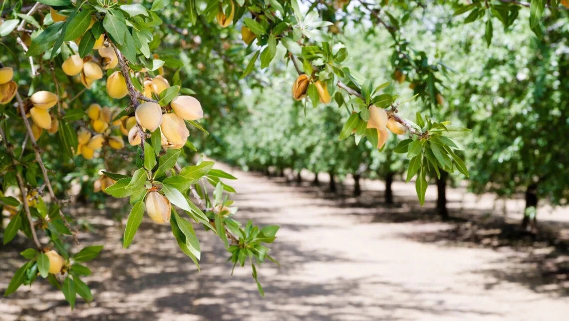 Almond Tree Seeds to Grow Almond Tree – Heirloom, Non-GMO, High Germination Organic Garden Seeds