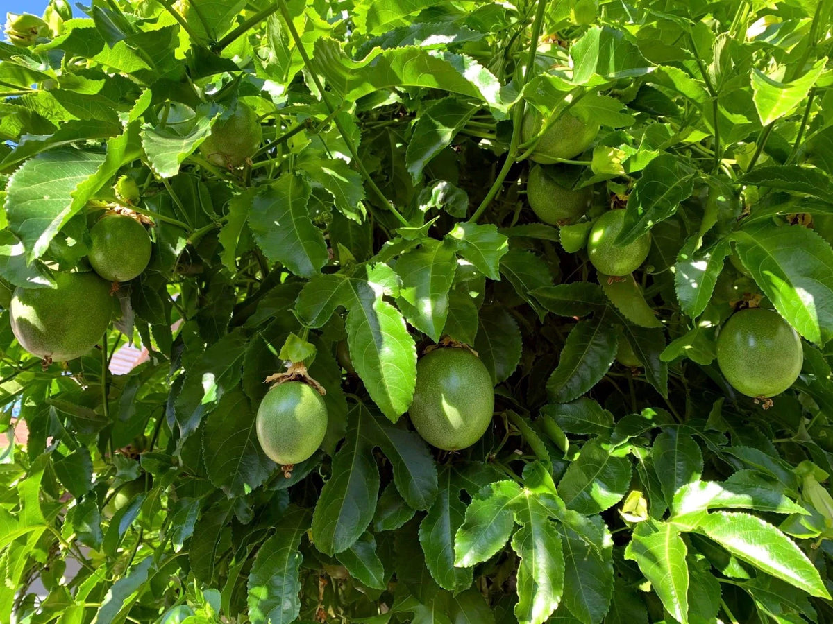 PURPLE PASSION FRUIT FLOWER SEEDS Granadilla Passiflora edulis Garden Vine Plant Seeds – Heirloom, Non-GMO, High Germination Organic Garden Seeds