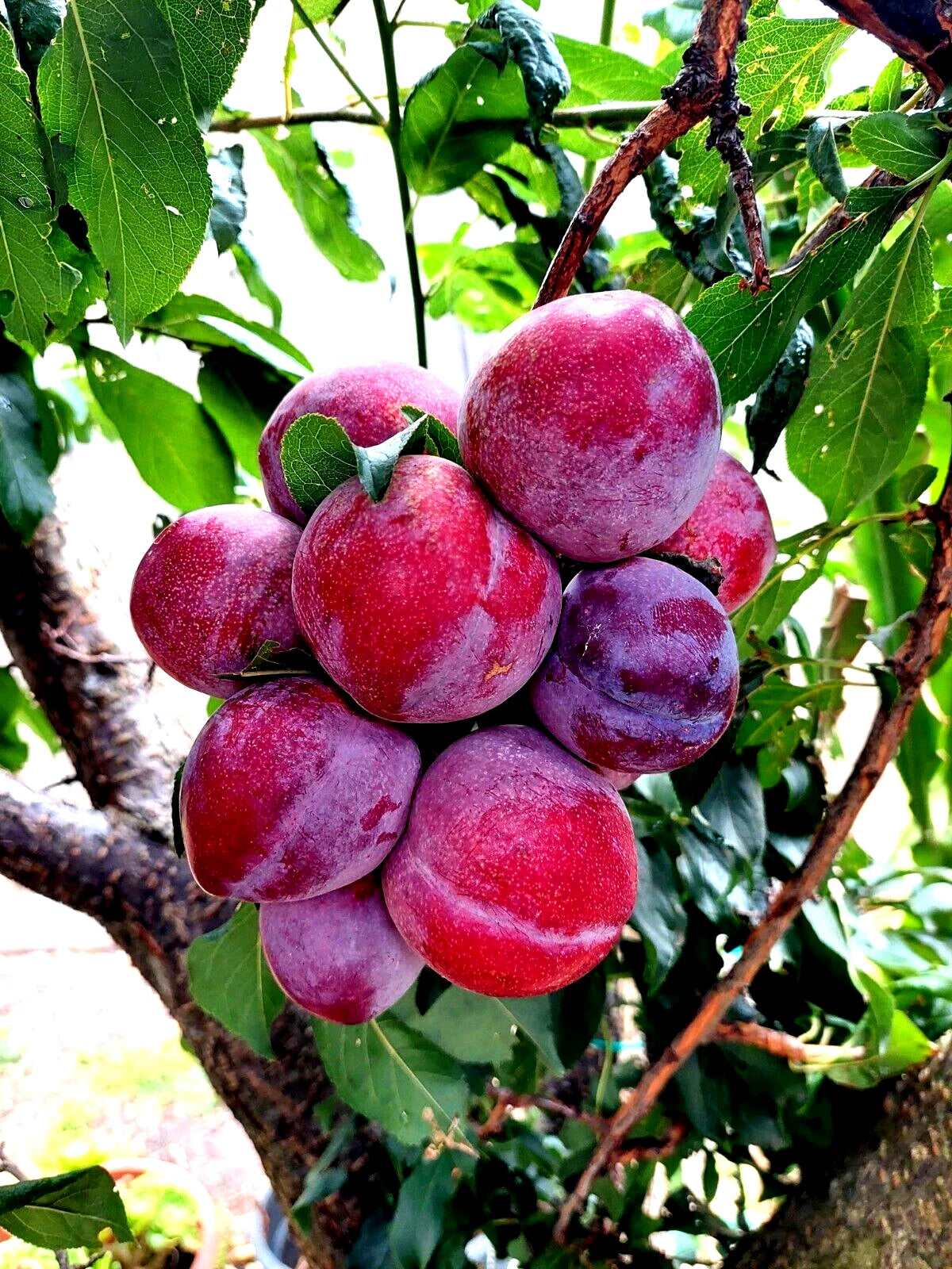 AMERICAN PLUM TREE SEEDS Prunus americana Fruit Flower Plant Hardy-Zone – Heirloom, Non-GMO, High Germination Organic Garden Seeds