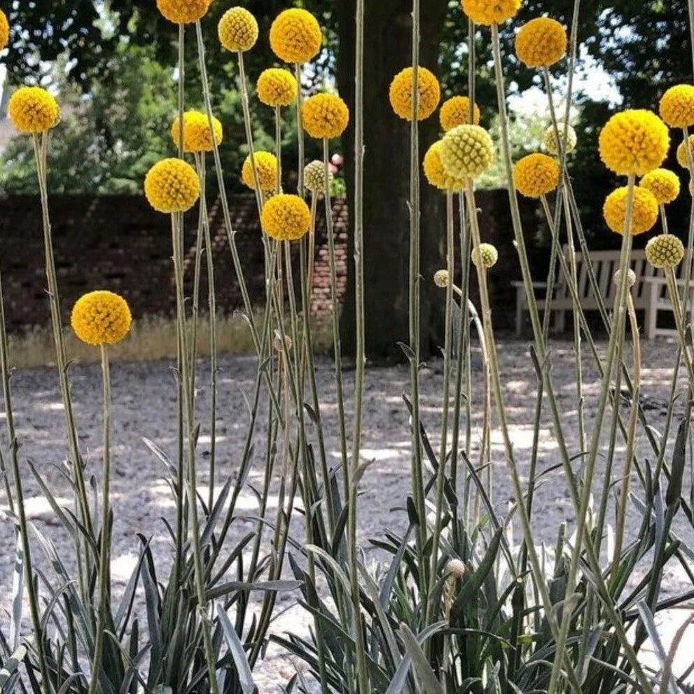 Billy Buttons Drumsticks - Seeds Flower Craspedia globosa – Heirloom, Non-GMO, High Germination Organic Garden Seeds