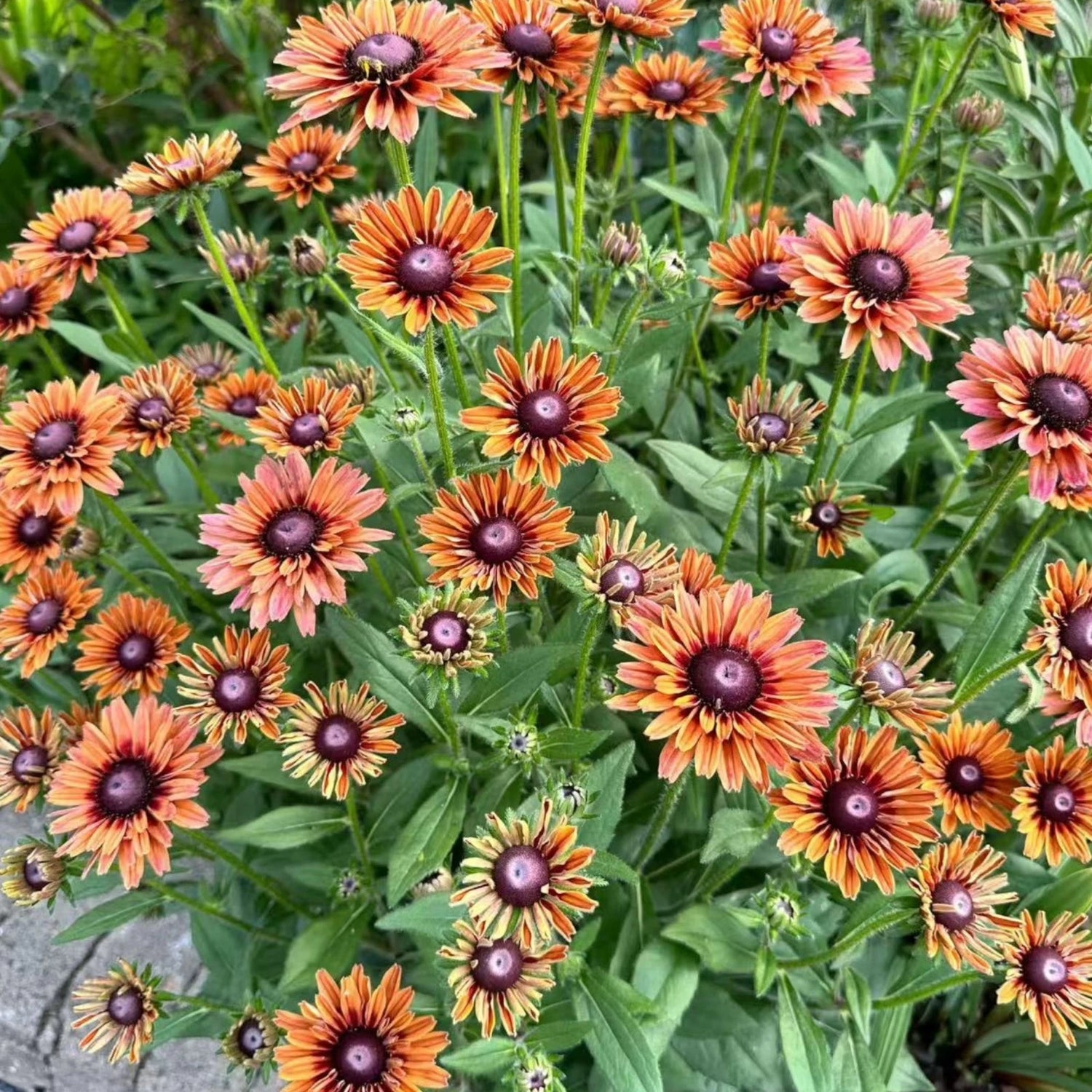 Autumn Colors Rudbeckia Seeds Rustic Orange Black Eyed Susan Zones heirloom non-gmo seeds