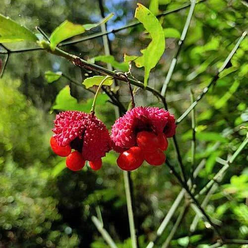 Euonymus americanus American Strawberry Bush Bursting Heart Seeds heirloom non-gmo seeds