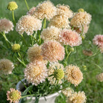 SCABIOSA YELLOW APRICOT BLUSH PINCUSHION ANNUAL SELF SOW FLOWER SEEDS heirloom non-gmo seeds