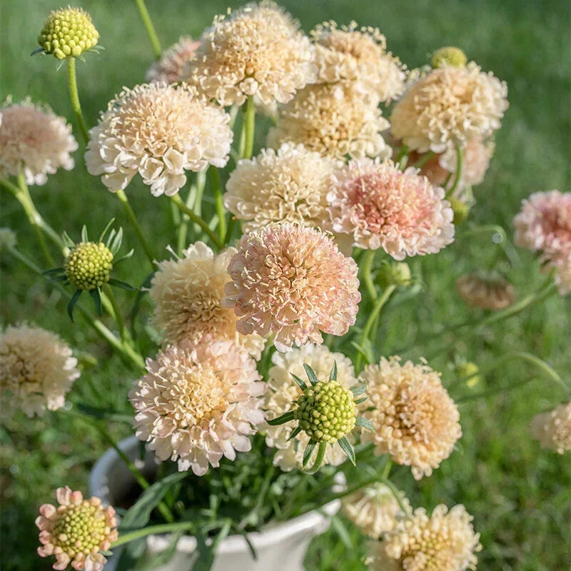 SCABIOSA YELLOW APRICOT BLUSH PINCUSHION ANNUAL SELF SOW FLOWER SEEDS heirloom non-gmo seeds