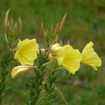 Evening Primrose - Oenethera biennis - gm - seeds heirloom non-gmo seeds