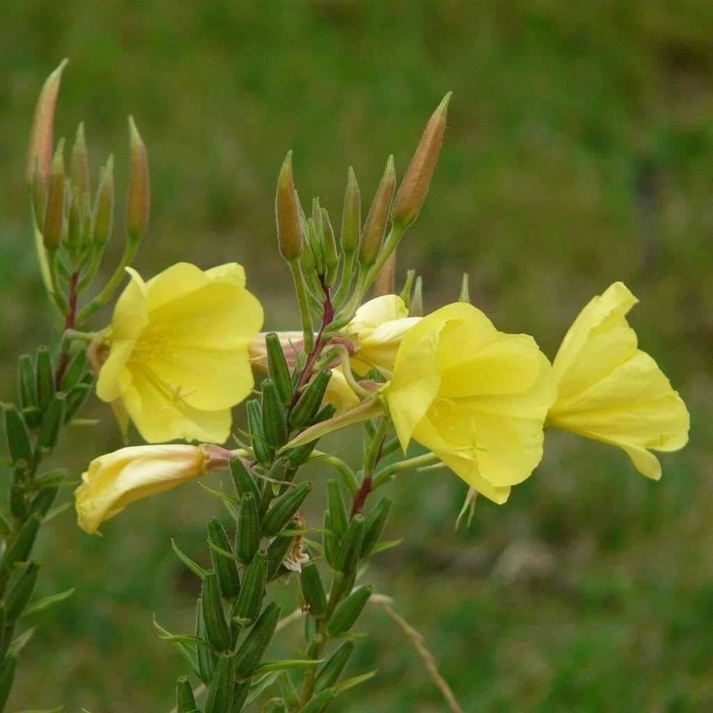 Evening Primrose - Oenethera biennis - gm - seeds heirloom non-gmo seeds