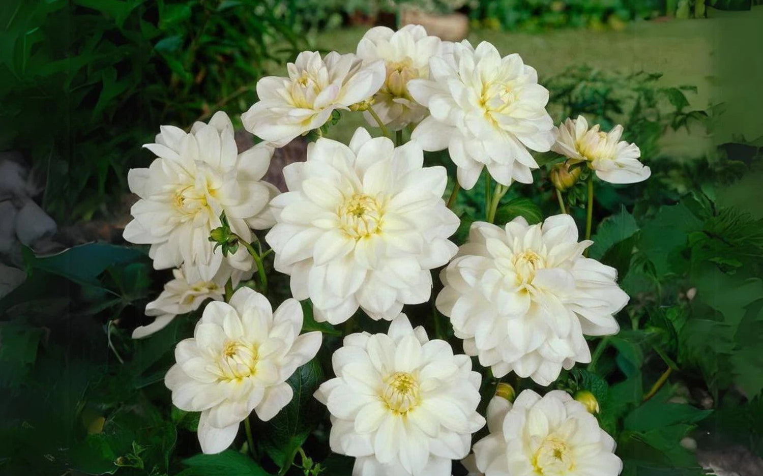 Cantarino Perennial Dahlia Seeds D083 – Heirloom, Non-GMO, High Germination Organic Garden Seeds