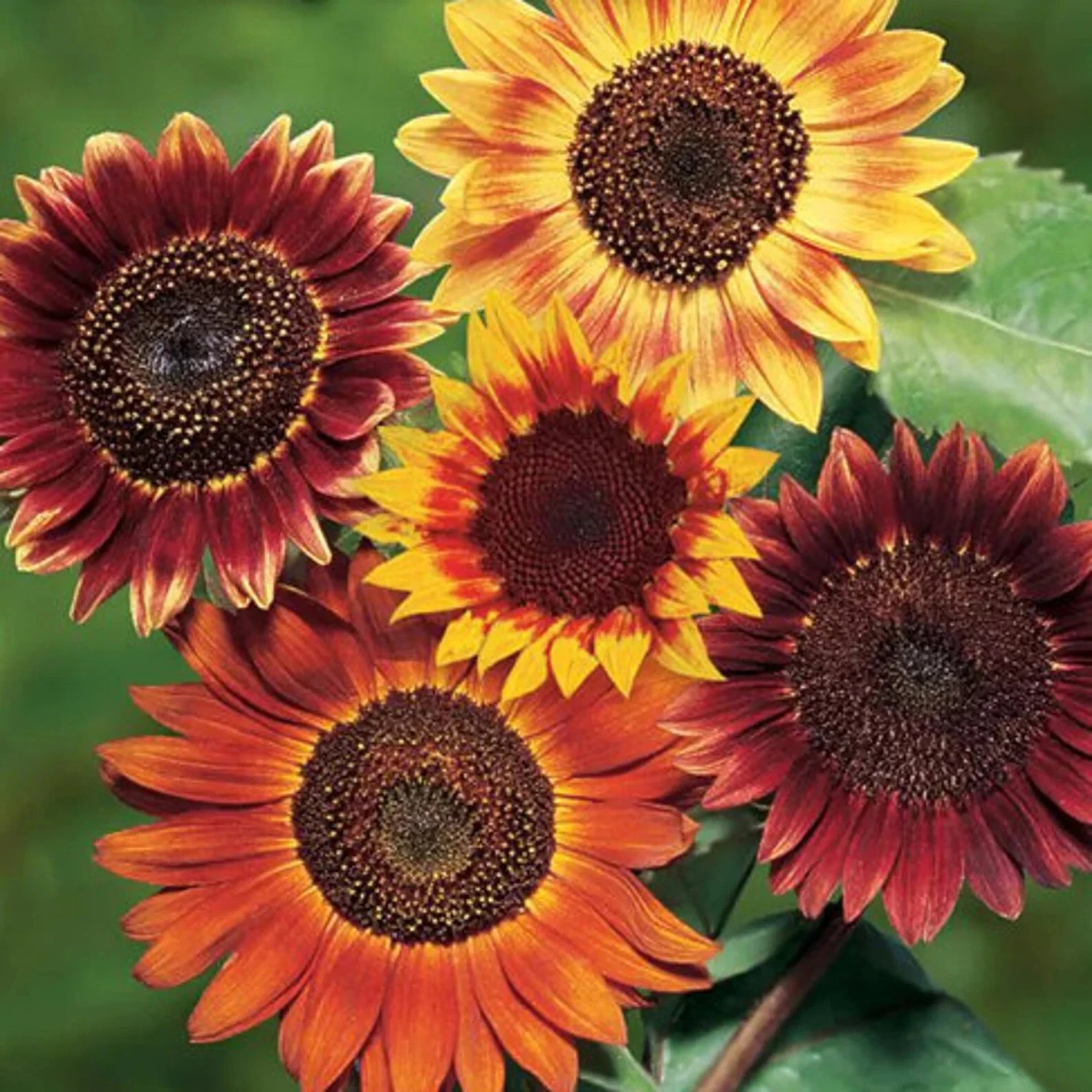 Evening Sun Sunflower Seeds Helianthus Anuus Bicolor Red OrangeYellow – Heirloom, Non-GMO, High Germination Organic Garden Seeds