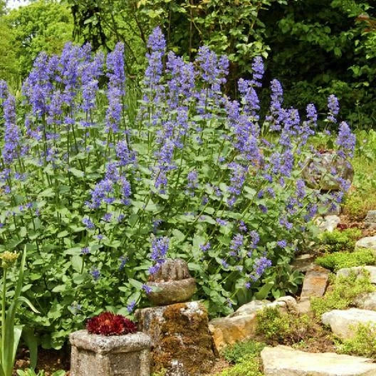 CATNIP Seeds Perennial Herb Cat Lovers Happy Kitty Cat Seeds – Heirloom, Non-GMO, High Germination Organic Garden Seeds